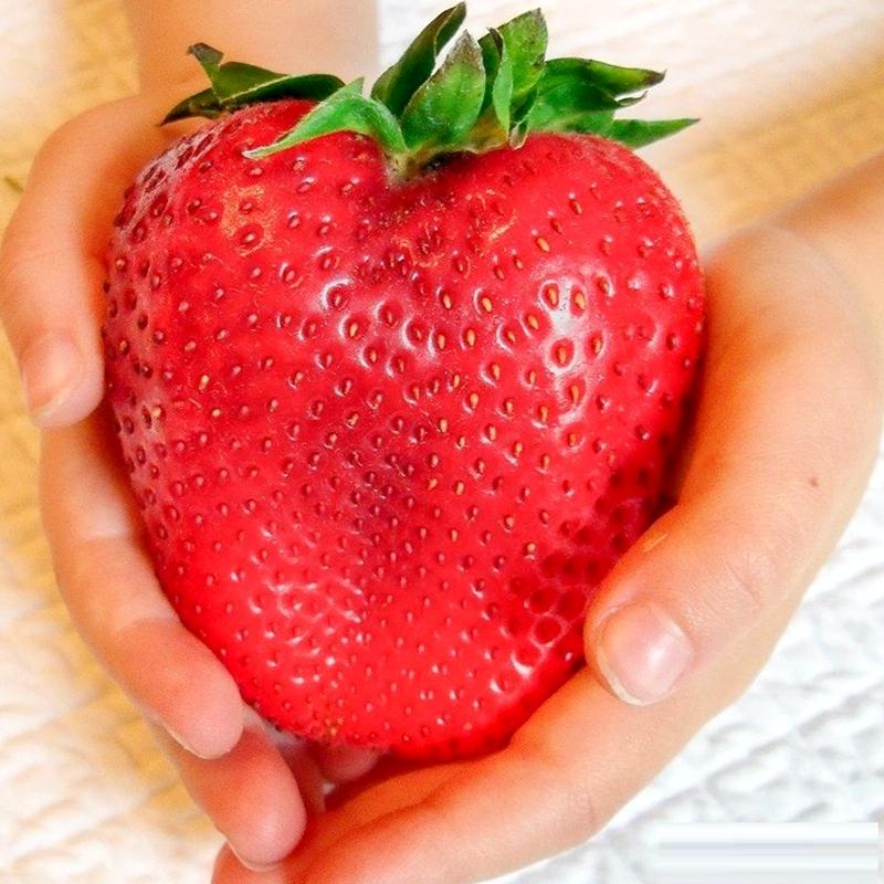 70Pcs Giant Strawberry Plants Seeds 