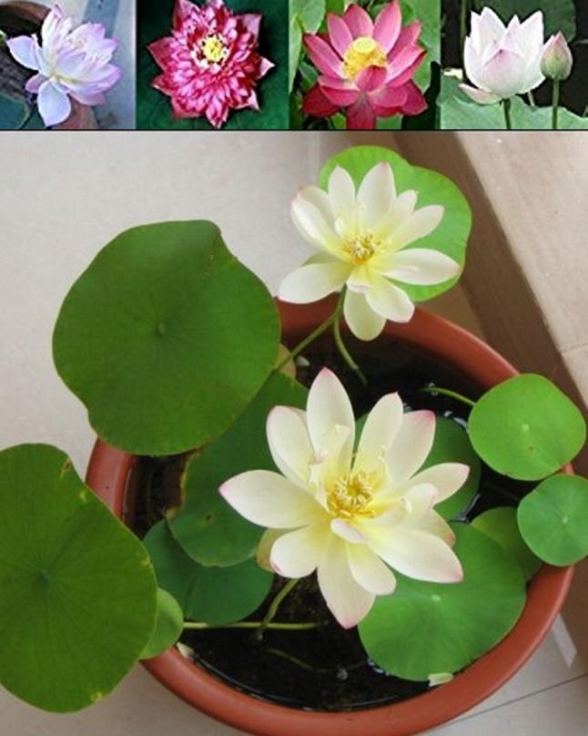 Lotu s (KANWAL) Aquatic Seeds Mix Colors