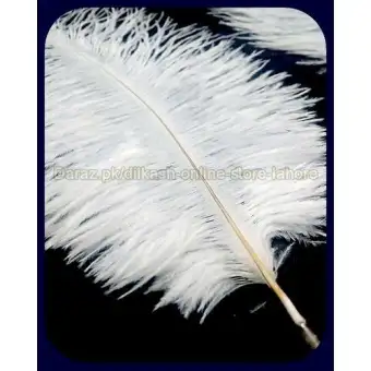 where can i purchase ostrich feathers