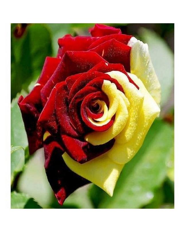Zeyan 10 Seeds Netherlands Rare Yellow Red Rose Seeds Home Gardening Rare Holland Rose Flower Bonsai Home Garden Exotic Flore Plant Rosa Flores For Home Garden Houseplant Planting Buy Online At Best Prices In Pakistan Daraz Pk