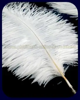 how much are ostrich feathers