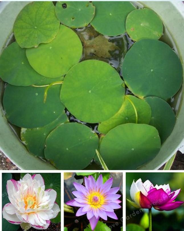 Lotu s (KANWAL) Aquatic Seeds Mix Colors