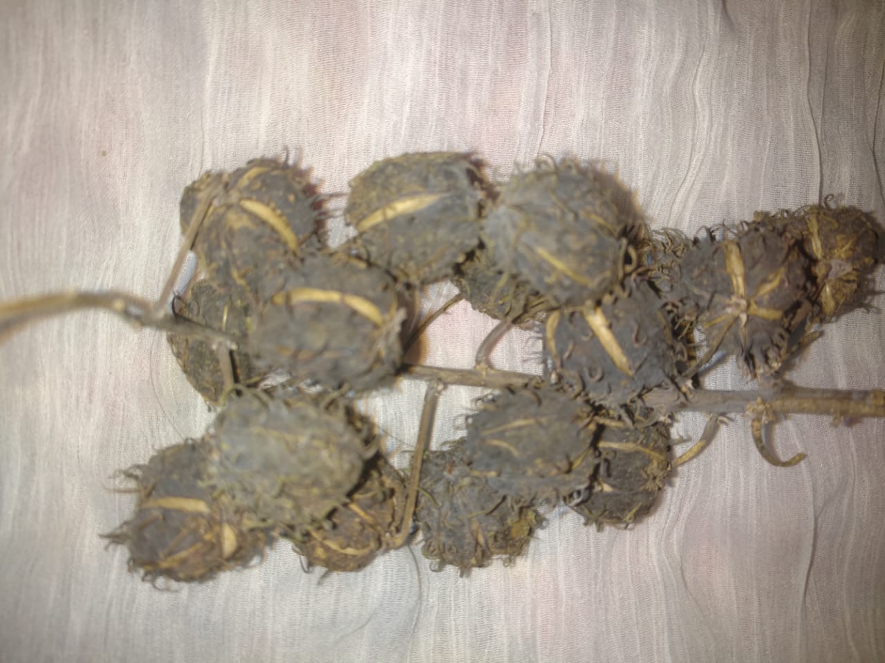15 Castor oil seeds 100percent germinate for grow caster plant Eranda ...