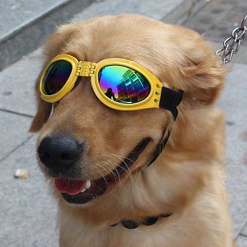 Goggles 2024 for dogs