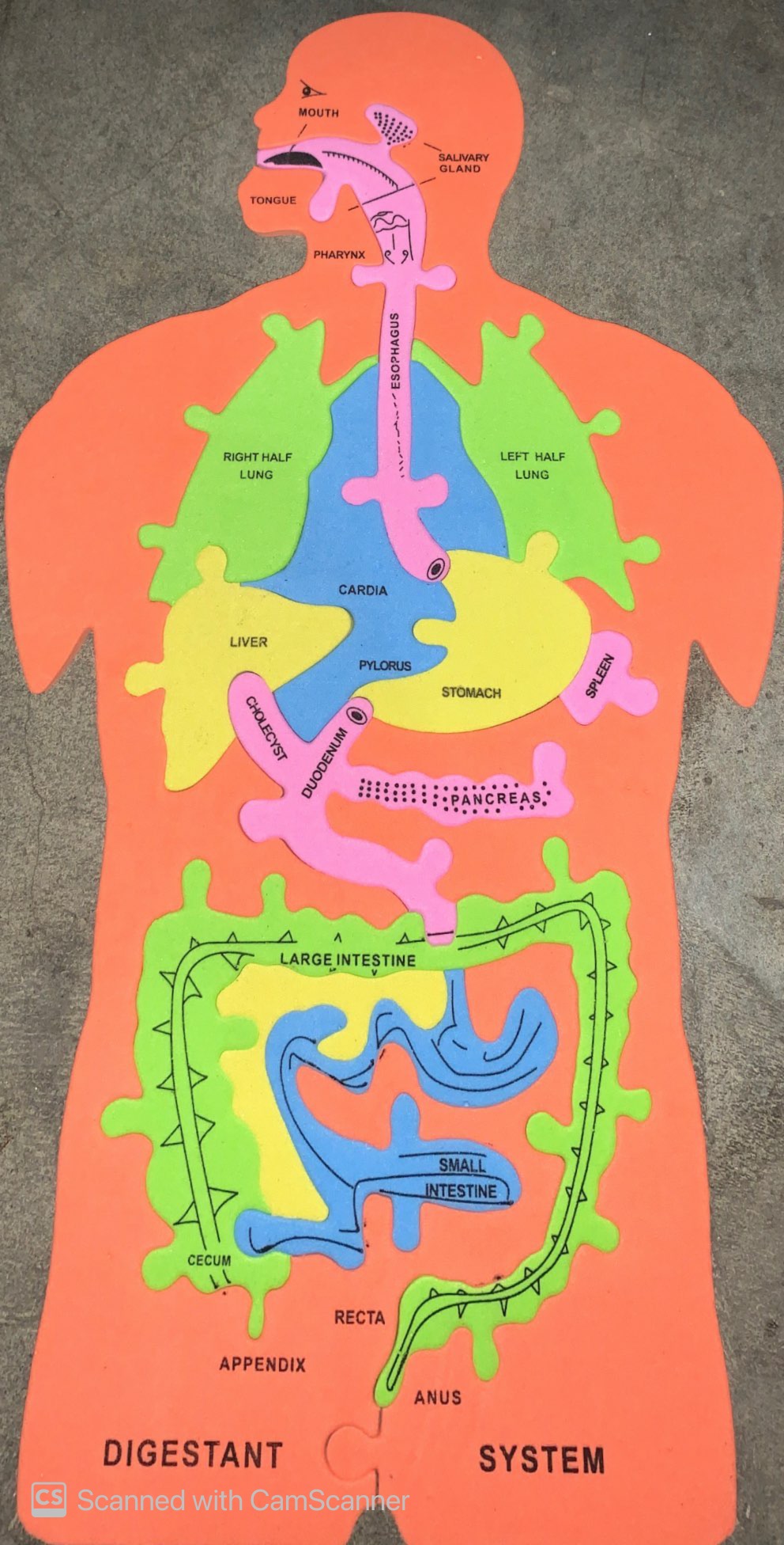 digestive system model for kids