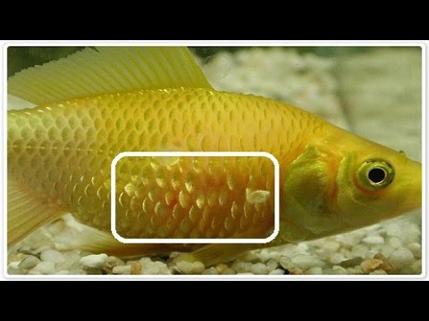 Aquarium Fish Care  Best Medicine For All Fish Disease