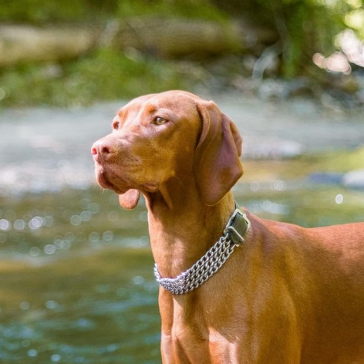 triple chain dog collar