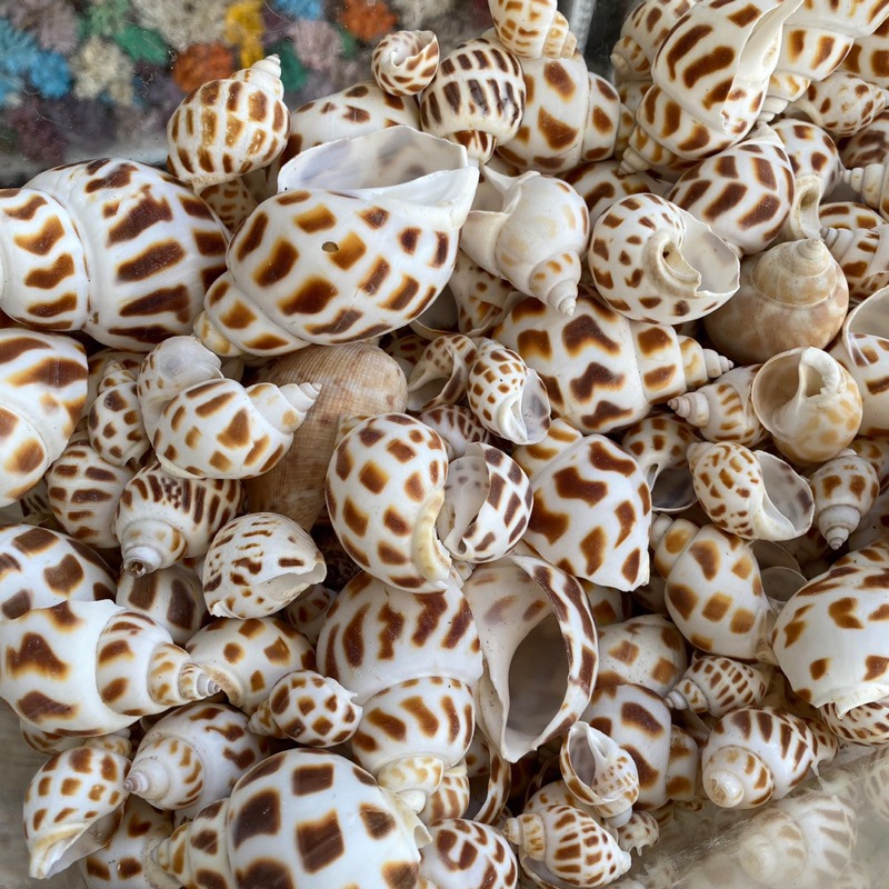 SR Traders 60 Pcs Dry Cleaned Sea Shells