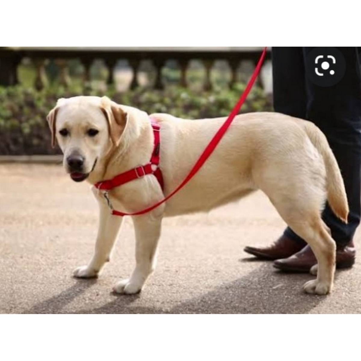 dog body harness