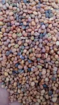 Taramira Seeds Tukhme Taramira 1 Kg Buy Online At Best Prices In Pakistan Daraz Pk