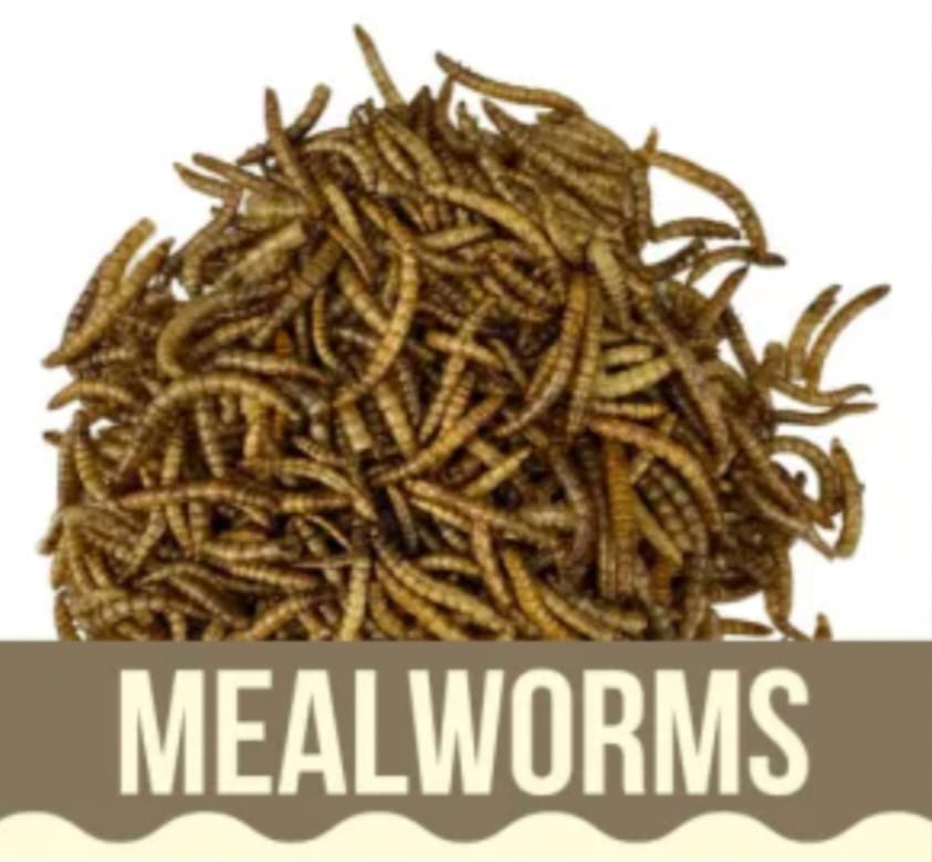 High Protein Dried Mealworms 50g - 100% Original Fish Food, Wild Bird Feed & Exotic Pet Food (Dry Insects Meal Worms)