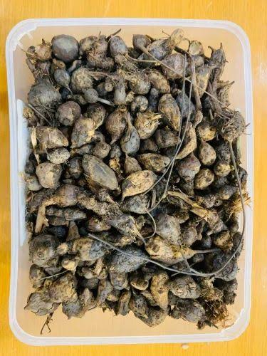 Cyperus Rotundus oil/Nagarmotha Oil - Premium Quality - Body Hair Slowing/Reduction Growth