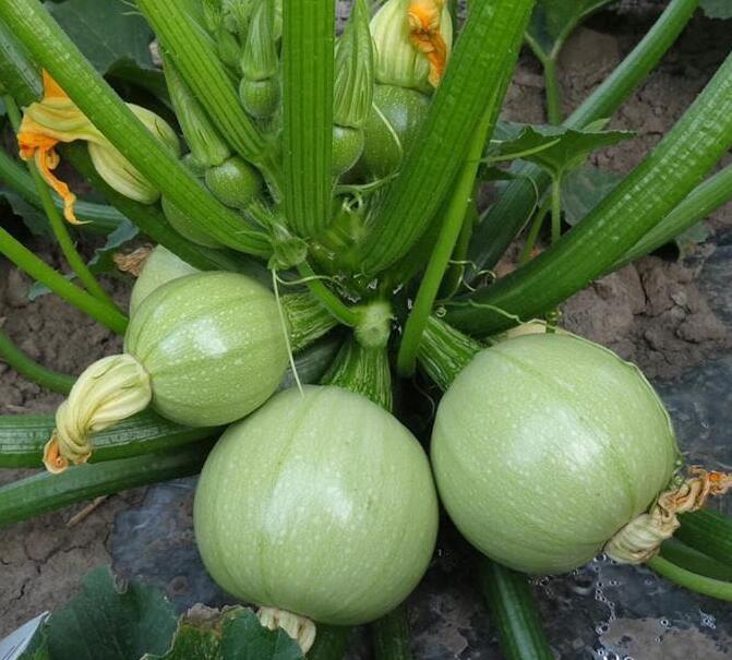 5+ Squash / Tinda Vegetable Seed Home kitchen Gardening
