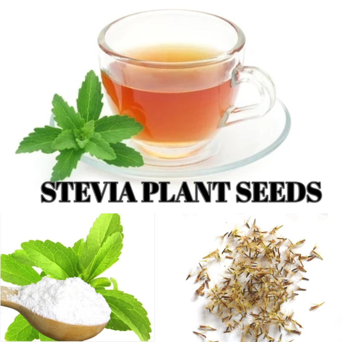 stevia plant seeds