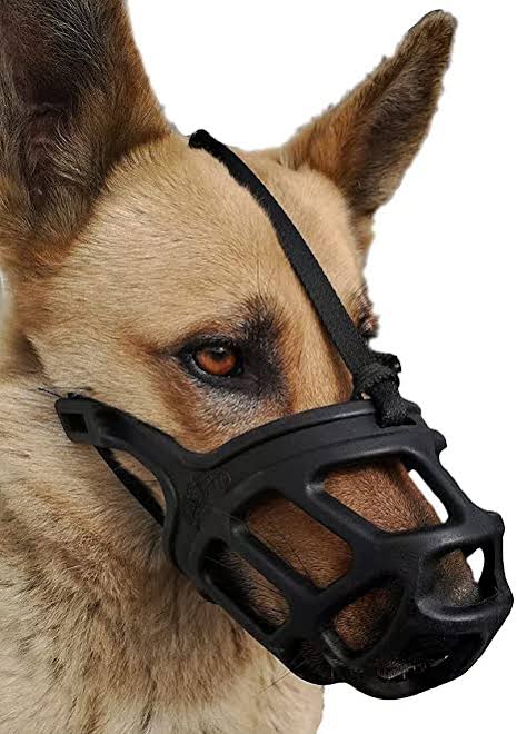 dog accessories daraz