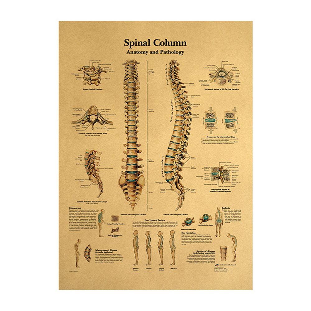 Spinal Column Point Gift Wall Art Spinal Column Body System The Human Structure Skeleton ...