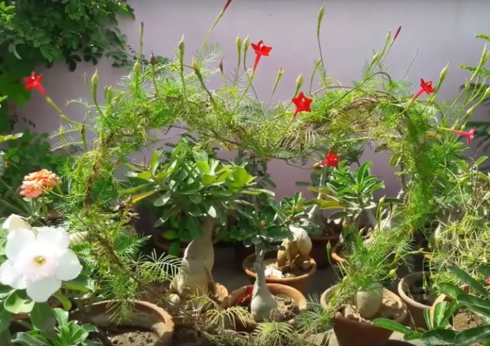 Cypress Vine (Creeper) summer flower seeds (20+ newly fresh seeds)