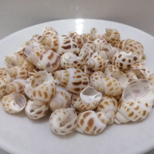 SR Traders 60 Pcs Dry Cleaned Sea Shells