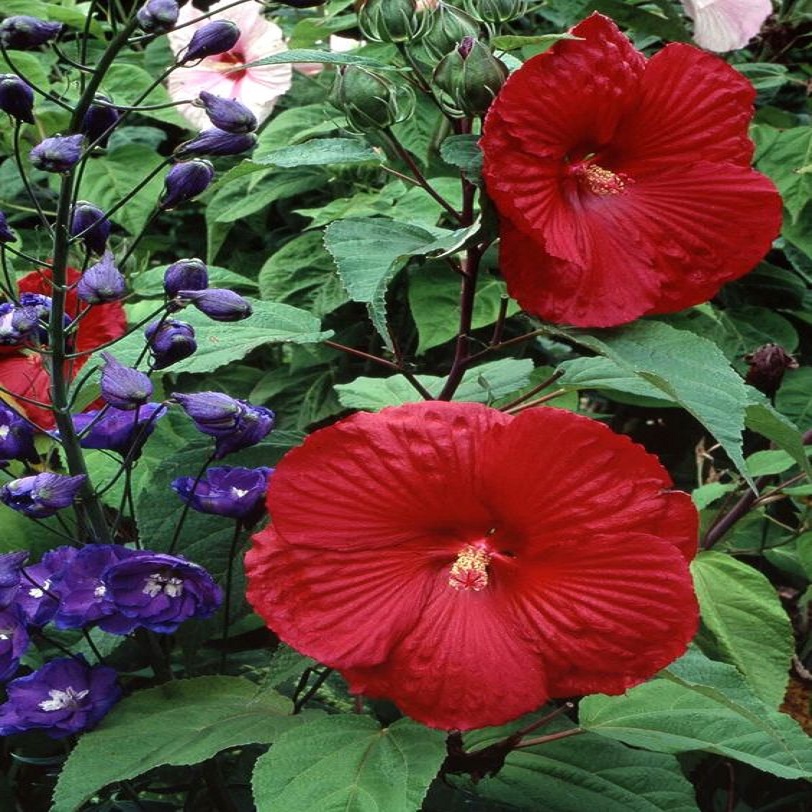 Lord Baltimore Hibiscus Flower Plant Seeds | Daraz.pk