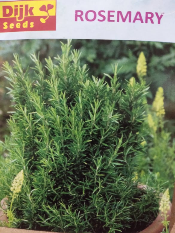 Rosemary Leaves In Urdu