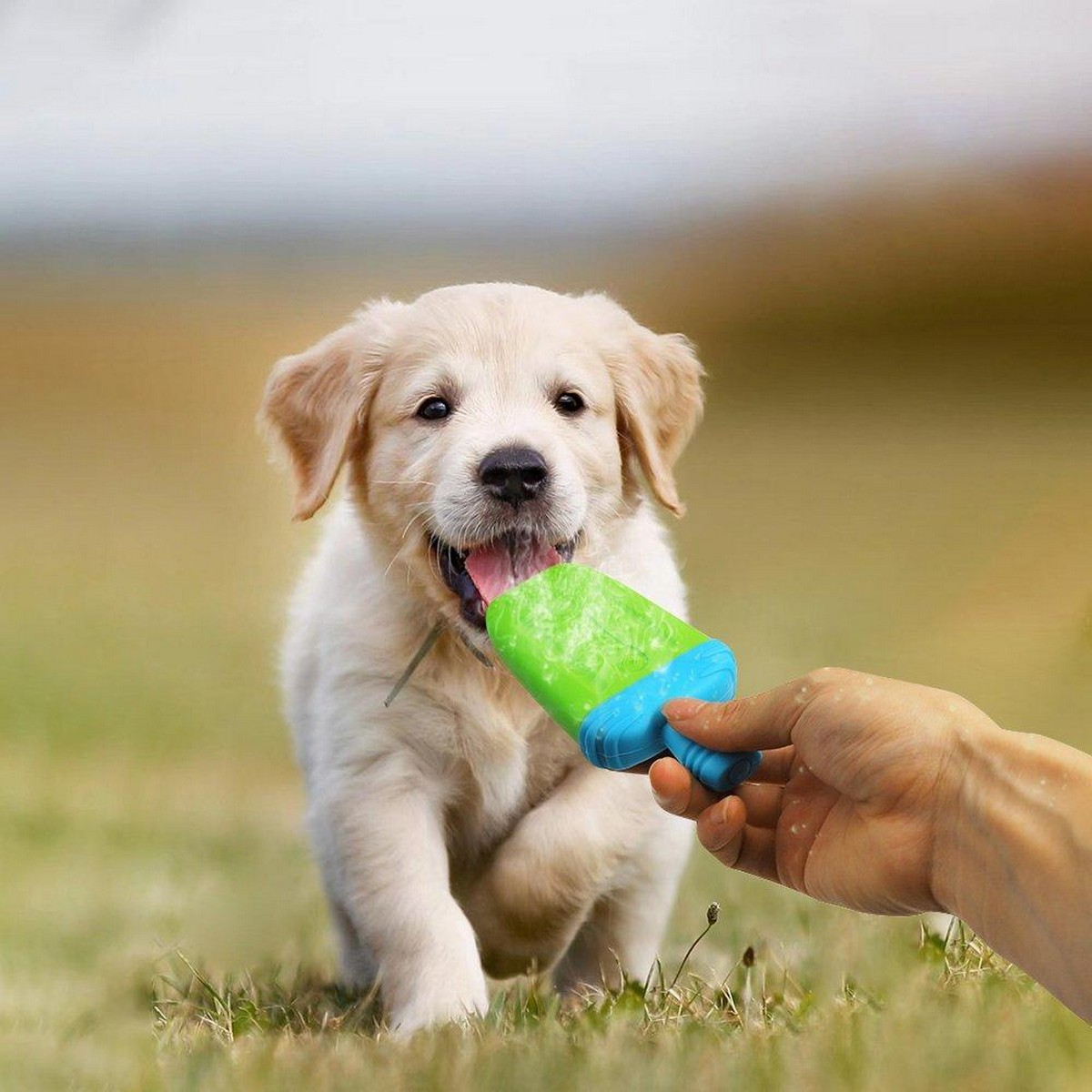 Golden retriever shop with toy