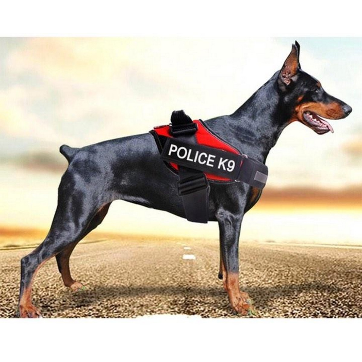 dog accessories daraz