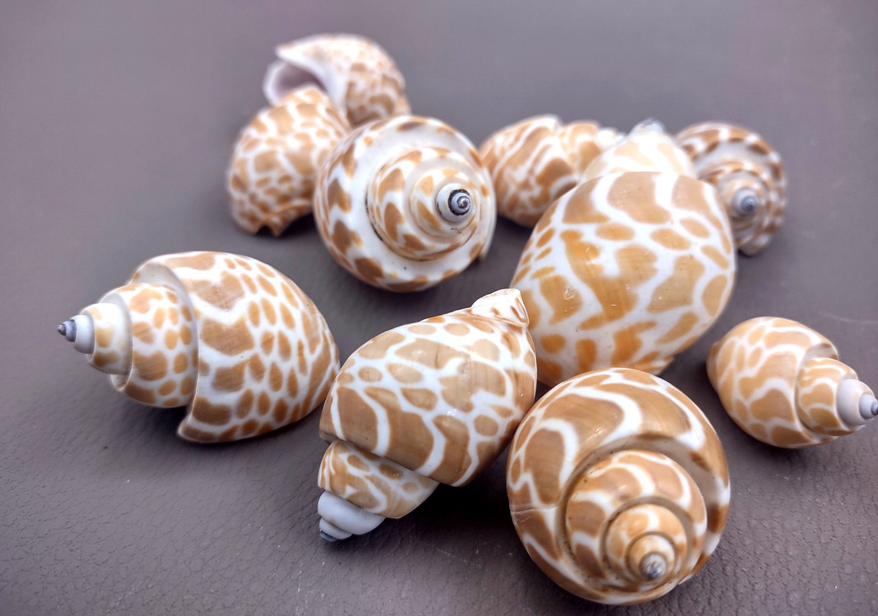 SR Traders 60 Pcs Dry Cleaned Sea Shells