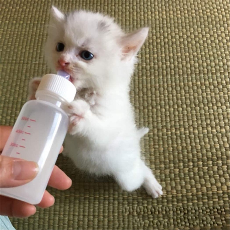 Nipple bottle outlet for kittens