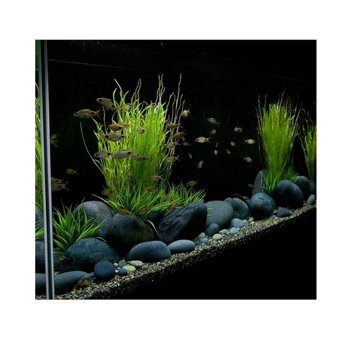unique fish tank decorations