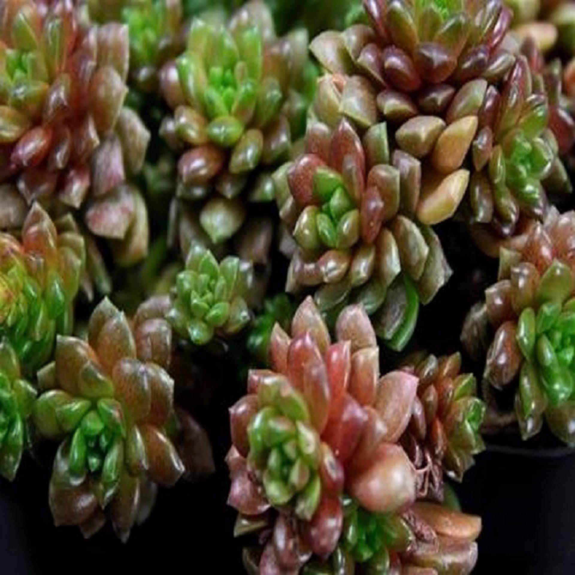 Little Gem Succulent Seeds Buy Online At Best Prices In Pakistan Daraz Pk