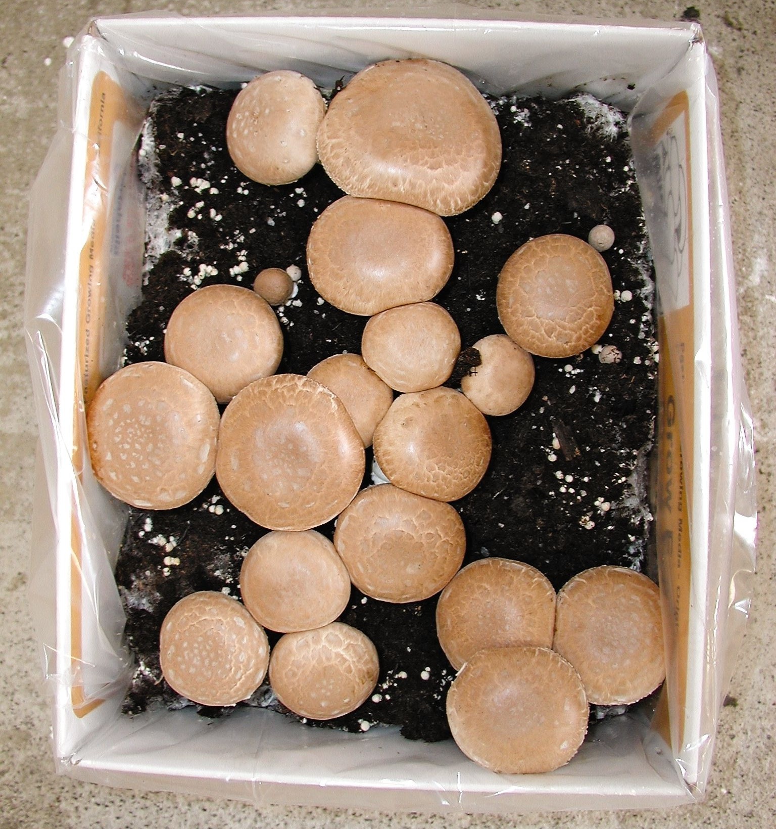 Cremini Mushroom Spawn 1 KG | Daraz.pk