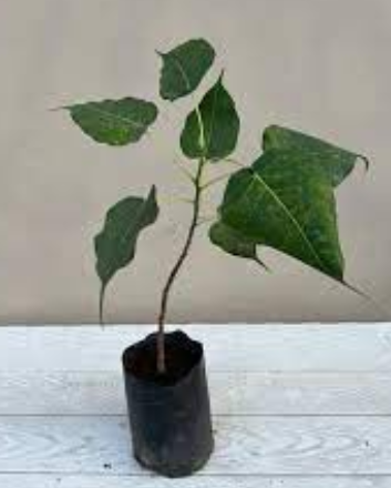 Ø§ØµÙ„ÛŒ Ú†Ú¾ÙˆÙ¹Ø§ Ù¾ÙˆÙ¾Ù„ Ù¾ÙˆØ¯Ø§ | Daraz.pk