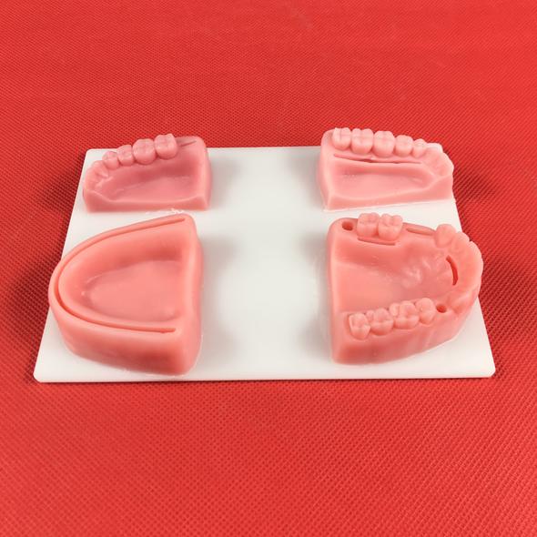 Set Di 4 Modelli In Silicone Per Sutura Dentale E Gengivale - Simulatore Di Parodontite Per Studenti Di Odontoiatria E Veterinaria - Esercitazione Realistica - 5