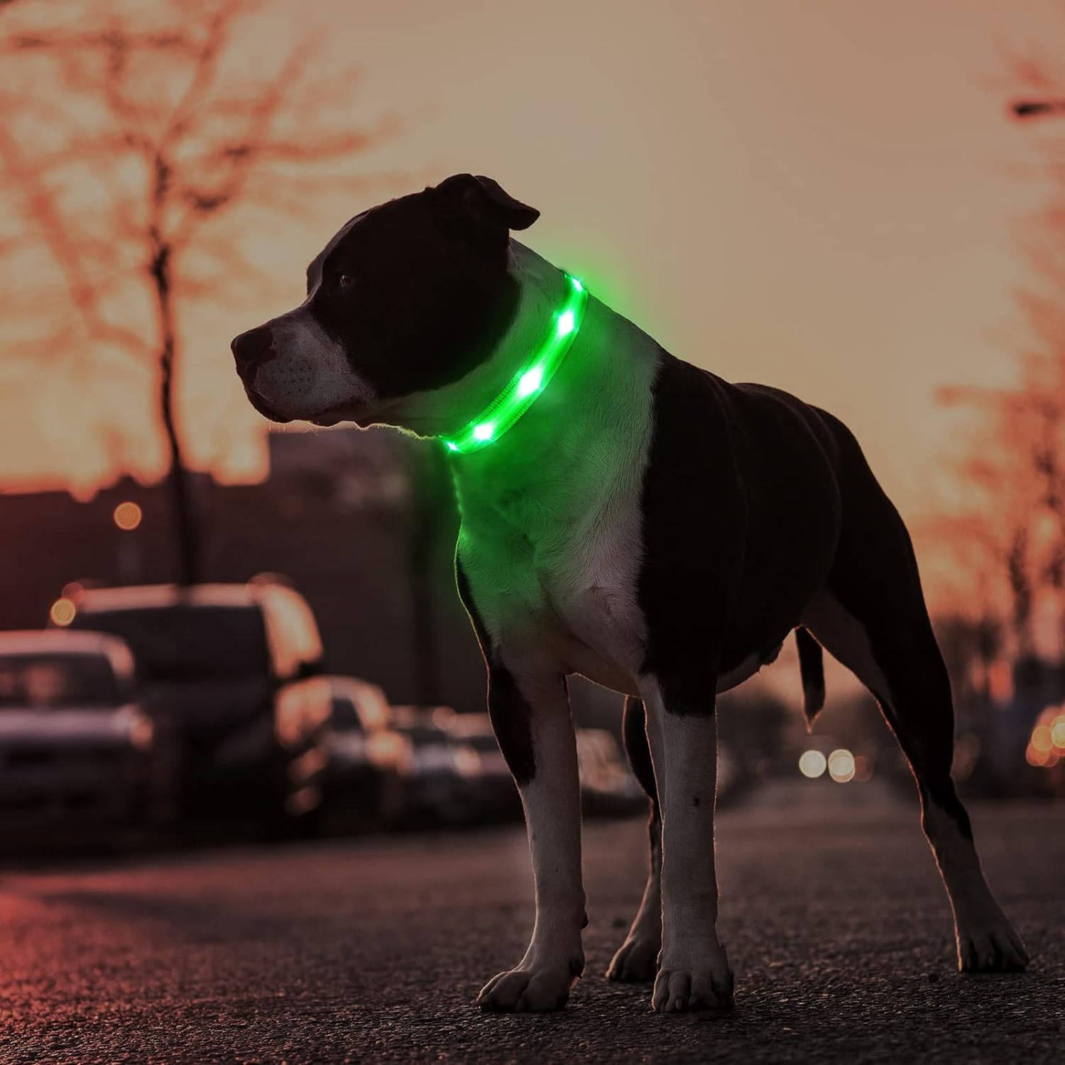 Glowing collars for dogs sale