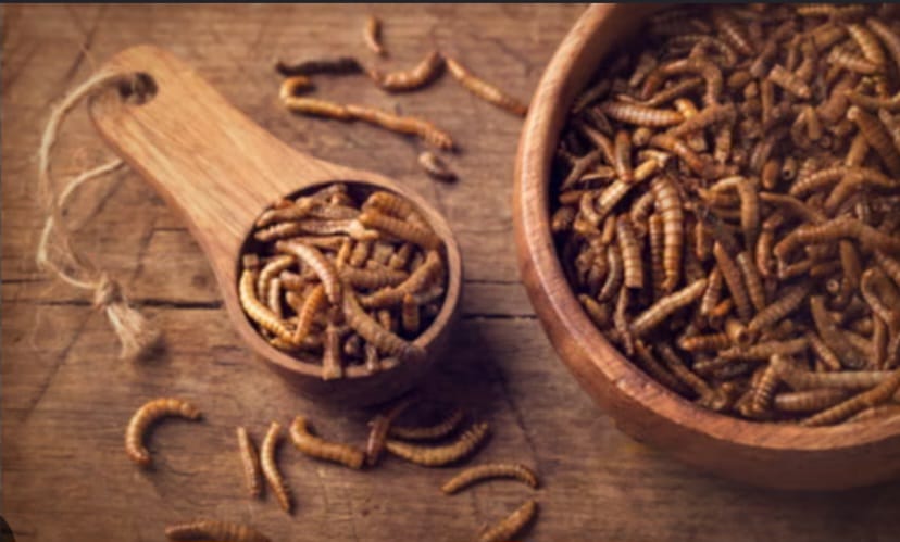 High Protein Dried Mealworms 50g - 100% Original Fish Food, Wild Bird Feed & Exotic Pet Food (Dry Insects Meal Worms)