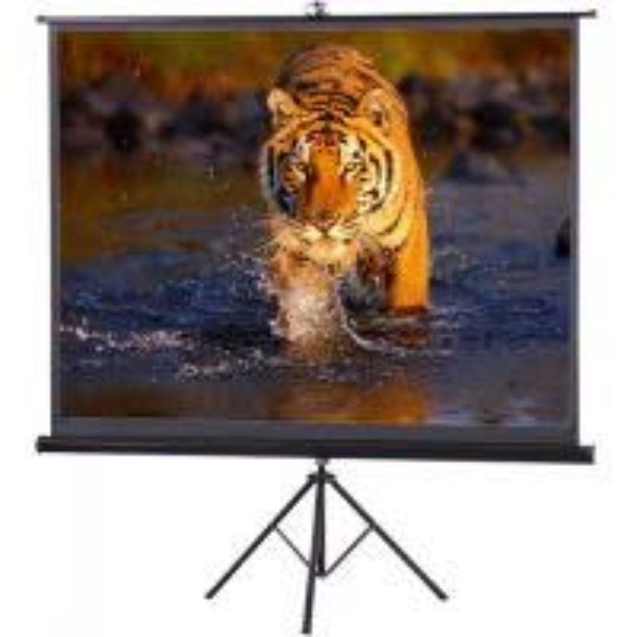 Projector Screen 72 inch Tripod Portable 6x6 Feet 1:1MW Speed-X (FINE ...