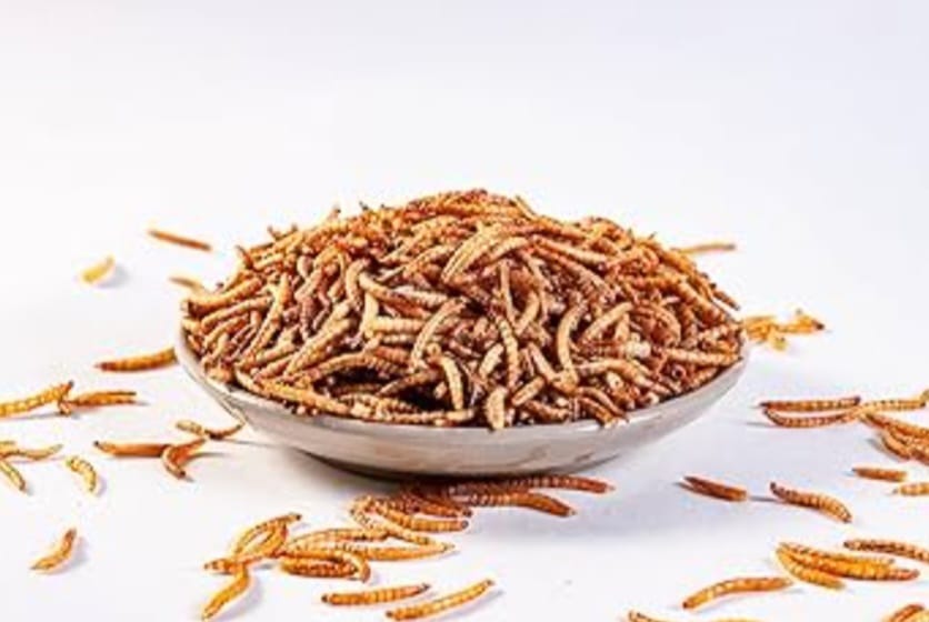High Protein Dried Mealworms 50g - 100% Original Fish Food, Wild Bird Feed & Exotic Pet Food (Dry Insects Meal Worms)