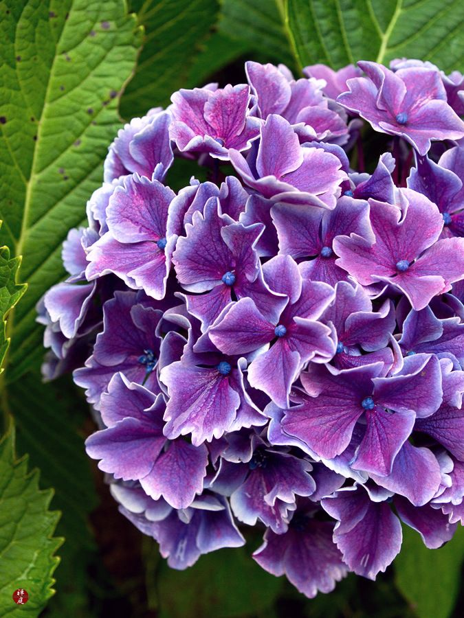 Ajisai Hydrangea Flower Seeds Buy Online At Best Prices In Pakistan Daraz Pk