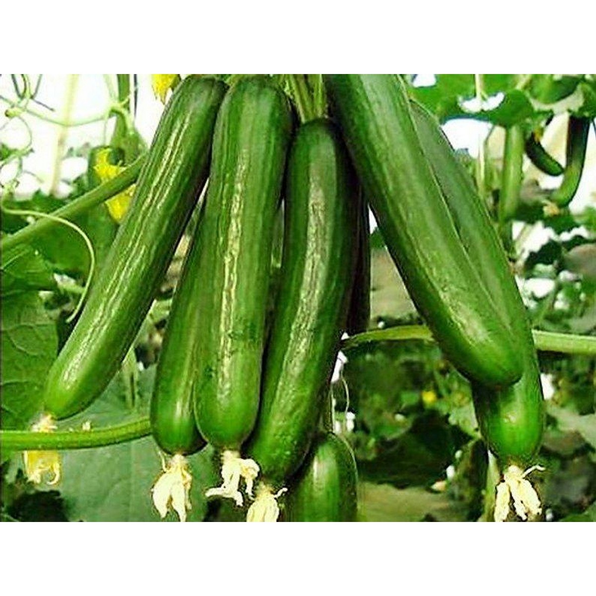 Cucumber Desi Kheera | Daraz.pk