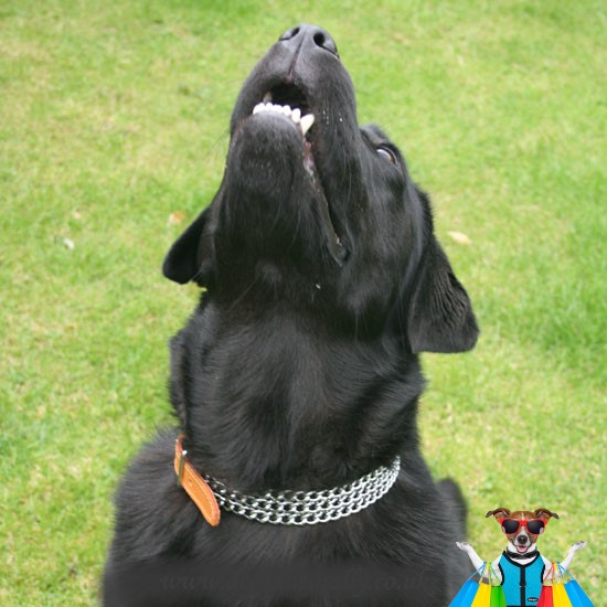 triple chain dog collar