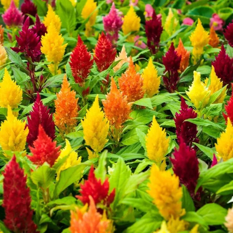 Celosia Plumosa Mix Summer Flower Seeds