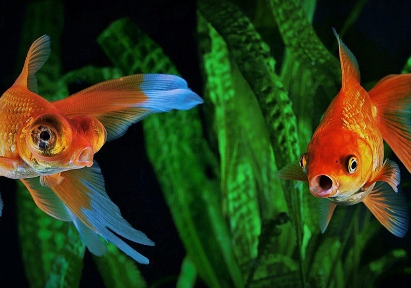 Aquarium Fish Care  Best Medicine For All Fish Disease