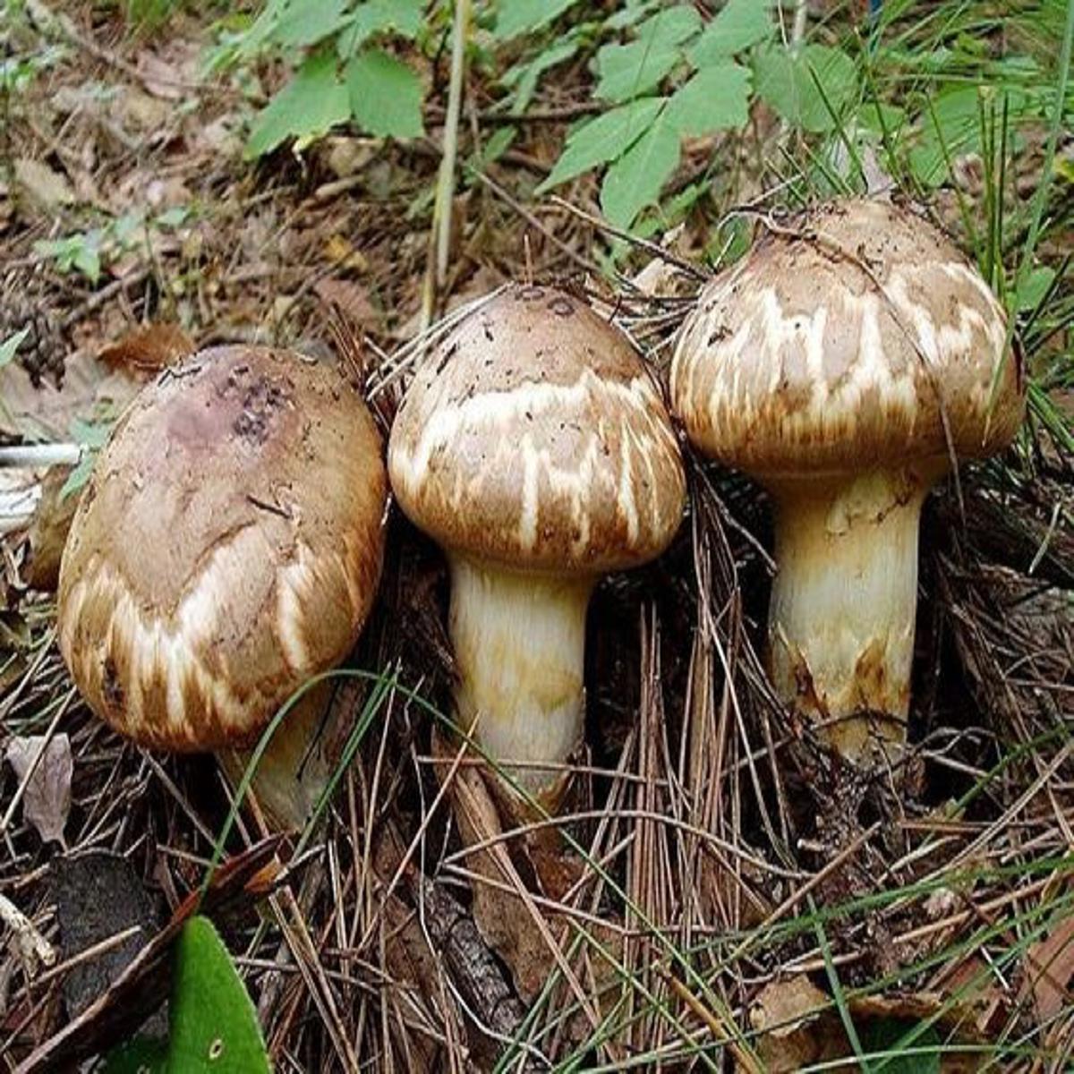 Matsutake Mushroom Spawn Seeds Daraz.pk