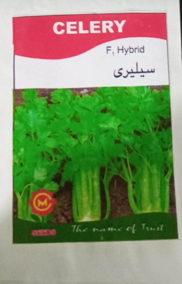 Celery Meaning In Urdu