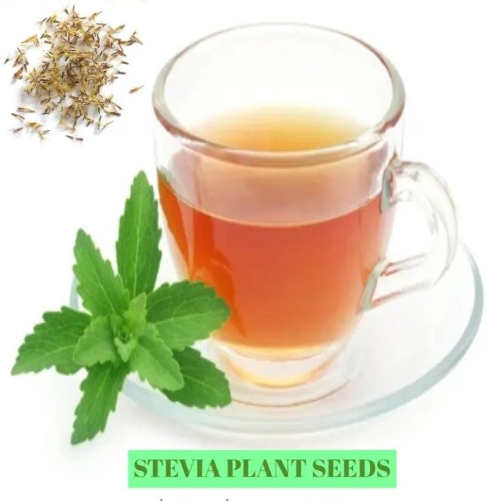 stevia plant seeds