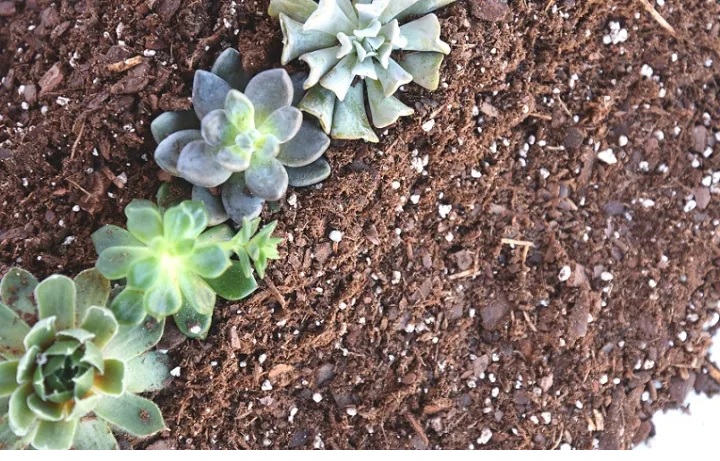 soilless Potting mix Succulent / Cactus soil , Potting Mix 1 kg | Daraz.pk