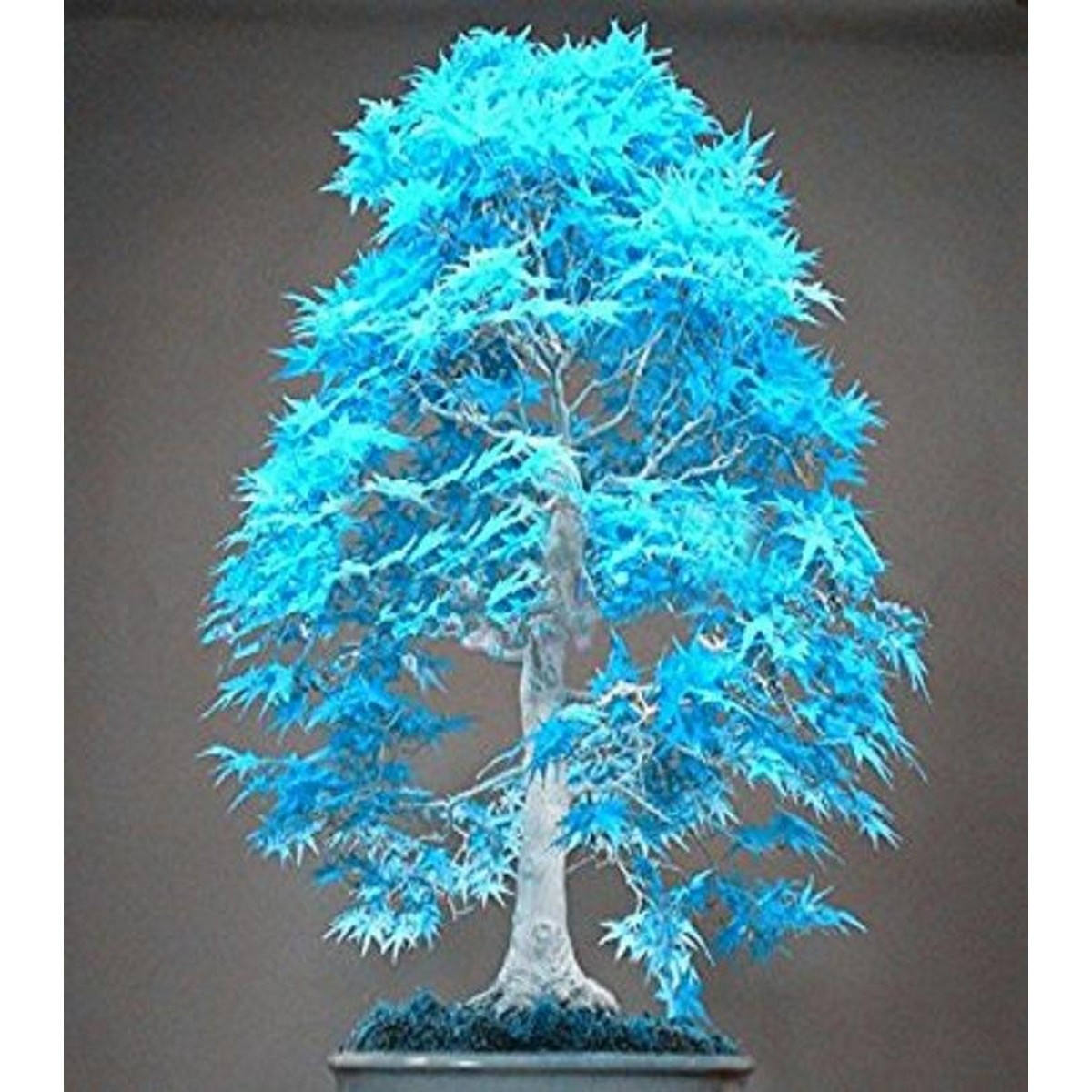 Japanese Blue Maple Bonsai Tree Seeds Buy Online At Best Prices In Pakistan Daraz Pk