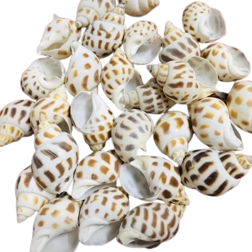 SR Traders 60 Pcs Dry Cleaned Sea Shells