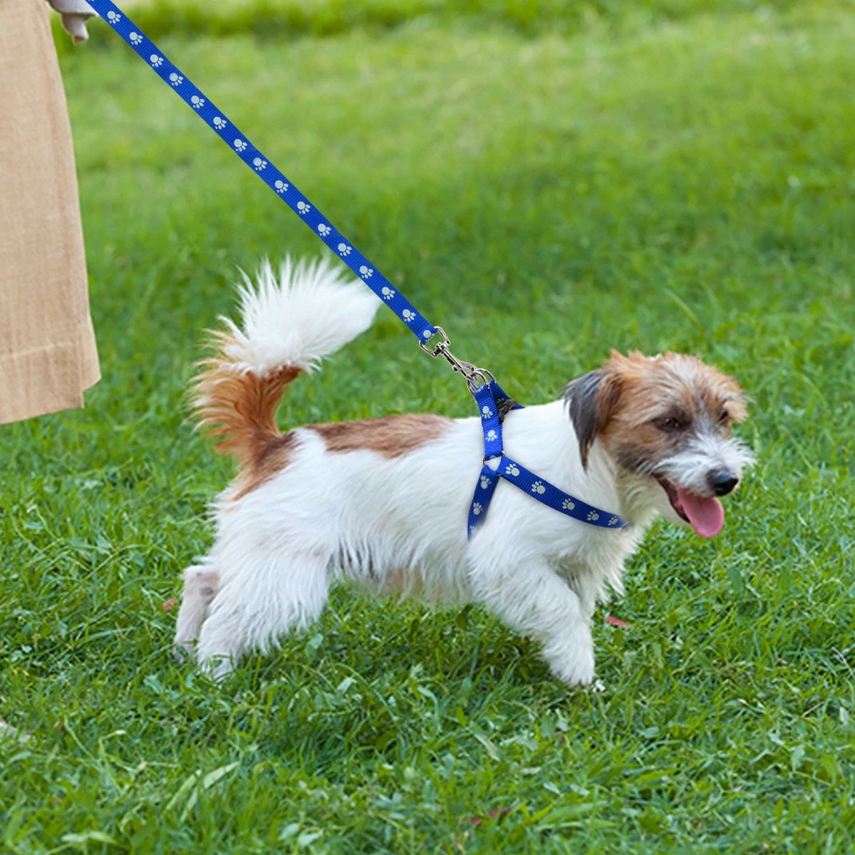 small dog on leash