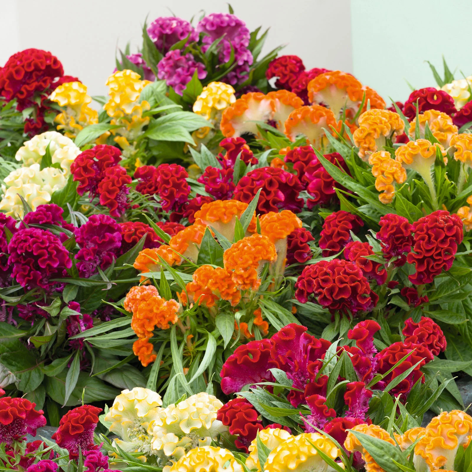 Celosia Cristata Mix Summer Flower Seeds